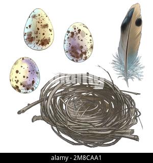 Dessin d'oeufs d'oiseau dans un nid du monde de la faune Banque D'Images