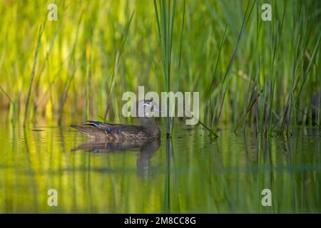 Femelle de canard de bois (Aix parrainage). Printemps dans le parc national Acadia, Maine, États-Unis. Banque D'Images