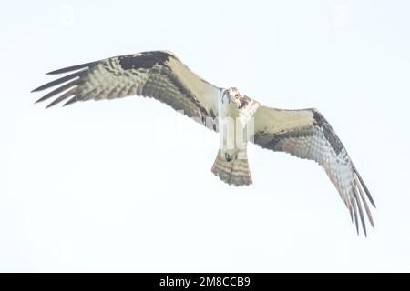 Pêche à Osprey (Pandion haliatus). Parc national Acadia, Maine. Banque D'Images