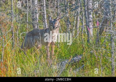 Coyote de l'est (Canis latrans var). Parc national Acadia, Maine, États-Unis. Banque D'Images