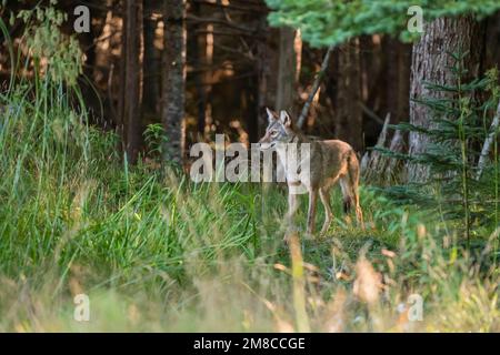 Coyote de l'est (Canis latrans var). Parc national Acadia, Maine, États-Unis. Banque D'Images