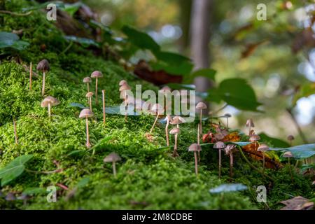 saignement des champignons du capot poussant sur de la mousse de vert vif Banque D'Images