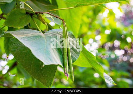 Feuilles de Catalpa vert vif et gousses de graines dans le jardin en été. Banque D'Images