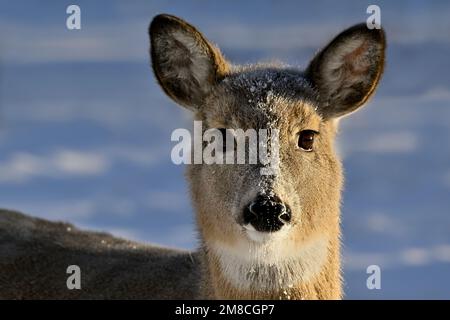 Un portrait d'un jeune cerf de Virginie, Odocoileus virginianus, debout dans la neige fraîche de son habitat boisé dans les régions rurales du Canada de l'Alberta. Banque D'Images