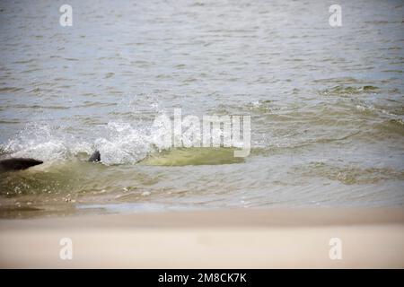 Dauphin à gros nez, Tursiops truncatus, alimentation des brins sur le mulet gris à tête plate, Mugil cephalus, île de Kiawah, Caroline du Sud, États-Unis, Atlantique OC Banque D'Images