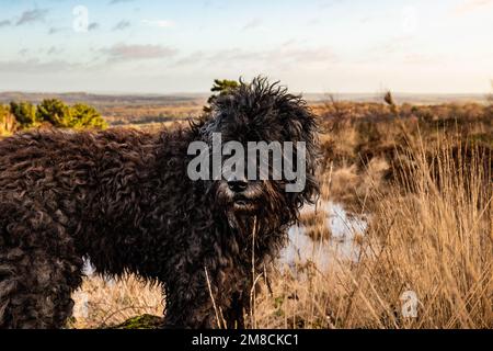 Charmant Bouvier des Flandres lors d'une promenade dans la forêt d'Ashdown le jour du printemps Banque D'Images