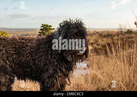 Charmant Bouvier des Flandres lors d'une promenade dans la forêt d'Ashdown le jour du printemps Banque D'Images