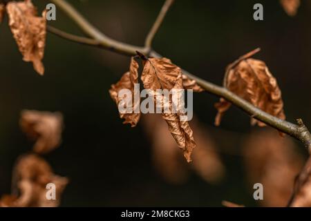 Feuilles séchées sur la branche gros plan résumé nature arrière-plan résumé ressource graphique Banque D'Images