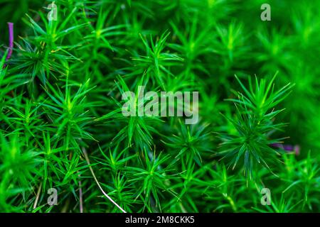 Gros plan croissance de la plante Polytrichum formosum sur la ressource graphique de la roche Banque D'Images