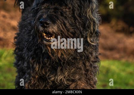 Charmant Bouvier des Flandres lors d'une promenade dans la forêt d'Ashdown le jour du printemps Banque D'Images