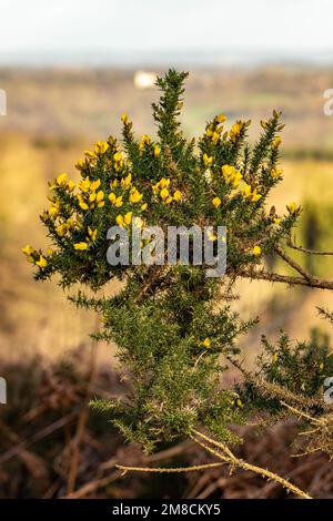 Gorge commune buisson et fleurs de près devant les landes lors d'une journée ensoleillée de printemps Banque D'Images