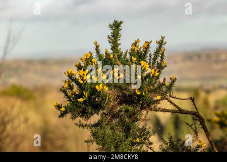 Gorge commune buisson et fleurs de près devant les landes lors d'une journée ensoleillée de printemps Banque D'Images