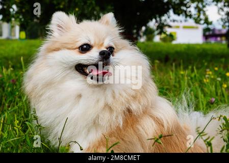 Pomeranian est assis dans l'herbe lors d'une journée ensoleillée d'été. Petit chien pour une promenade Banque D'Images