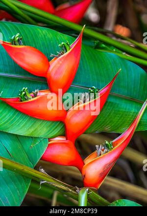 Fleurs rouges Hanging Lobster Claws Heliconia rostrata Green Leaves Fairchild Garden Coral Gables Florida également connu comme fausse oiseau de paradis Banque D'Images