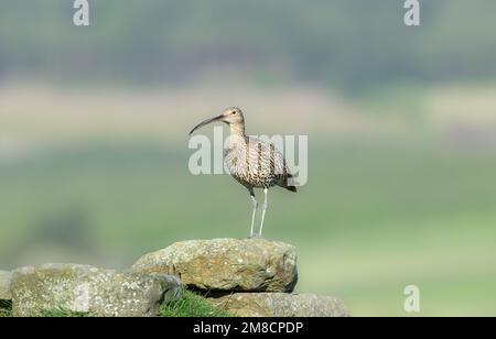 Gros plan d'un Courlis adulte à Springtime, se dressait sur un affleurement rocheux sur les North Yorkshire Moors, au Royaume-Uni. Orienté vers la gauche. Nom scientifique: Numenius Arquata. Banque D'Images