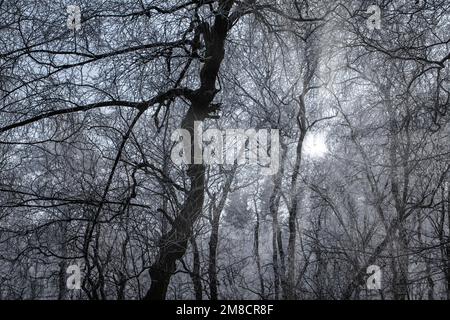 Le givre sur les arbres Banque D'Images