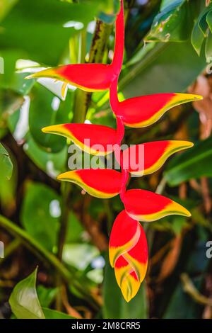 Fleurs rouges Hanging Lobster Claws Heliconia rostrata Fairchild Garden Coral Gables Florida également connu comme fausse oiseau de paradis Banque D'Images