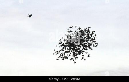 Brighton UK 13th janvier 2023 - Un Faucon pèlerin (en haut à gauche) s'attargue à attaquer des étoiles lors de leur murmure quotidienne à Brighton avant qu'elles ne rôdent sous le quai : Credit Simon Dack / Alay Live News Banque D'Images