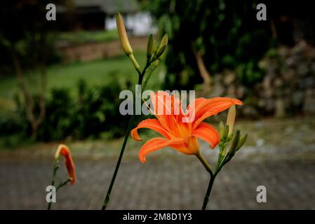 Un gros plan d'un Lily Orange Day (Hemerocallis fulva) Banque D'Images