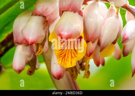 Blanc jaune coquillages Ginger fleurs feuilles vertes Vizcaya Garden Miami Florida Alpinia Zerumbet aussi connu comme plante de coquillages et porcelaine Lily Banque D'Images