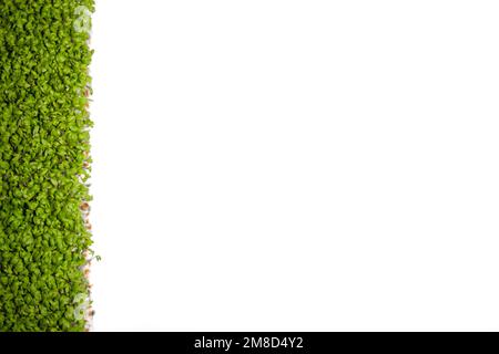 Pousses Microgreen sur fond blanc. placer pour le texte. Banque D'Images