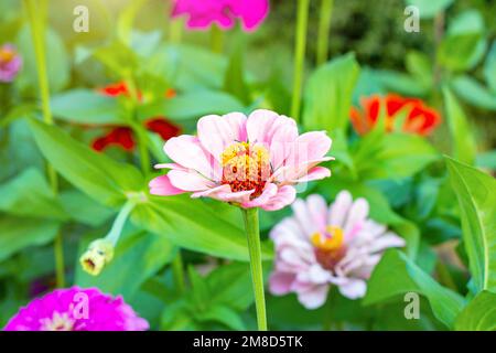 Rose clair des fleurs fraîches de Zinnia elegans sur fond de feuilles vertes en été dans le jardin de près. Banque D'Images