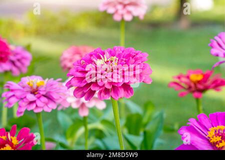 Rose vif Zinnia Dahlia frais fleurs sur fond de feuilles vertes en été dans le jardin gros plan. Banque D'Images