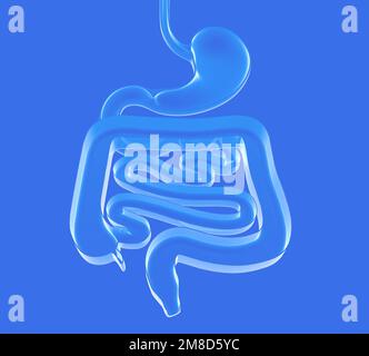 3d illustration du verre transparent du système digestif. Gros et petit intestin. Vue de dessus reposant sur le sol. Banque D'Images