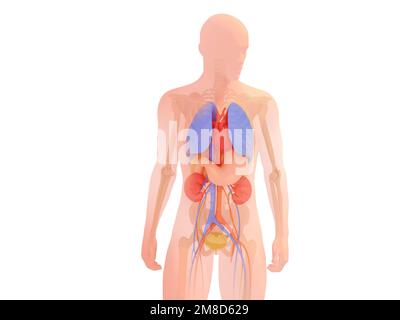 3d illustration de la silhouette humaine avec les organes internes et le squelette. Anatomie avec des couleurs naturelles découpées sur fond blanc. Banque D'Images