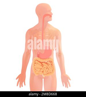 3d illustration du système digestif de l'anatomie humaine. Image anatomique transparente montrant les organes internes. Banque D'Images