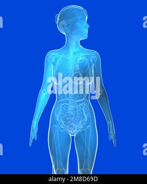 Illustration transparente 3D de l'anatomie féminine. Image bleue des organes internes et des os sur fond bleu. Banque D'Images