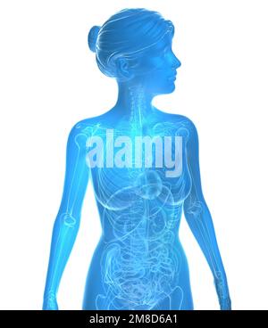 Illustration transparente 3D de l'anatomie féminine. Image bleue des organes internes et des os sur fond blanc. Banque D'Images