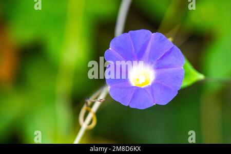 Belle gloire du matin plante fleur à l'aube dans la forêt à Zicatela Puerto Escondido Oaxaca Mexique. Banque D'Images