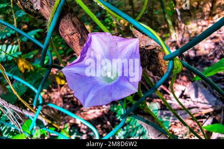 Belle gloire du matin plante fleur à l'aube dans la forêt à Zicatela Puerto Escondido Oaxaca Mexique. Banque D'Images