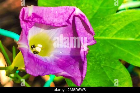 Belle gloire du matin plante fleur à l'aube dans la forêt à Zicatela Puerto Escondido Oaxaca Mexique. Banque D'Images