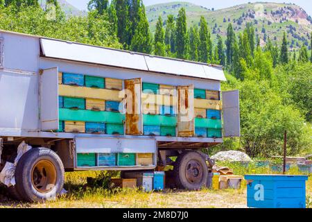 Beaucoup d'ruches d'abeilles dans le camion de voiture (chariot d'apiculture) sur la ferme de campagne le jour ensoleillé d'été. Banque D'Images