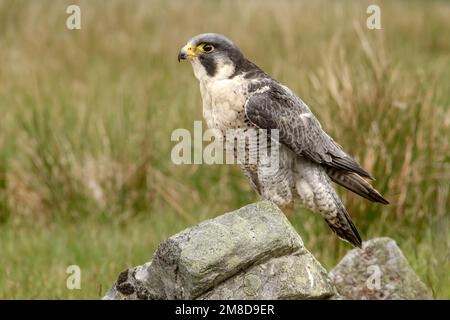 Gros plan d'une alerte, Faucon pèlerin adulte, nom scientifique: Falco peregrinus, dans l'habitat naturel des landes à Cumbria, Angleterre. Copier l'espace. Horizon Banque D'Images