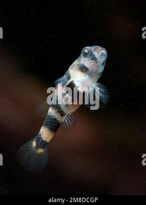 le petit boudon d'eau douce (Brachygobius sp.) écumage du verre de l'aquarium, détail des écailles, ailettes et macro isolée du dessous Banque D'Images