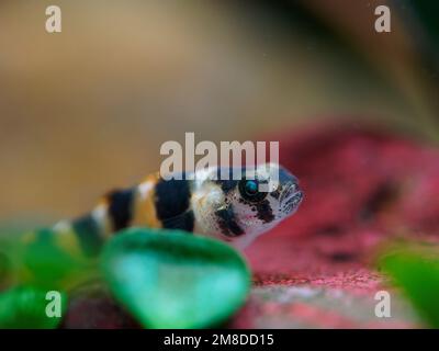 Gobie d'eau douce micro Bumblebee (Brachygobius sp.) poisson reposant sur une roche rouge avec une feuille de marsilea verte Banque D'Images