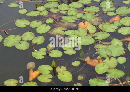 Grenouilles dans un étang et plantes d'eau Banque D'Images