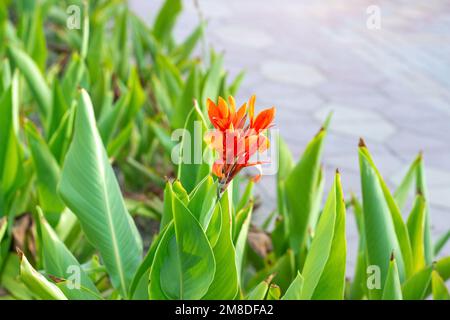 Canna Lily, rouge vif et orange, fleurit dans le jardin sur fond d'herbe verte en été. Banque D'Images