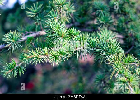 Des branches de mélèze conifères vert vif avec des feuilles d'aiguille dans la forêt de près. Banque D'Images