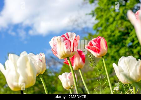 Fleurs de tulipe rose vif et blanc sur le terrain au printemps contre le ciel bleu. Banque D'Images