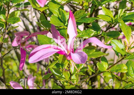 Rose vif Magnolia Susan liiflora fleurit avec des feuilles vertes dans le jardin au printemps. Banque D'Images