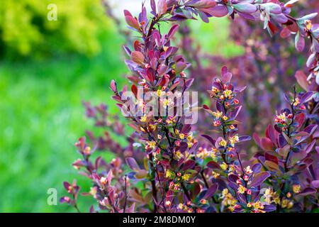 Violet vif Thunbergs Barberry (Berberis thunbergii Red Rocket) feuilles et fleurs fleuries dans le jardin au printemps. Banque D'Images