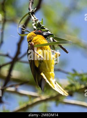 Le tisserand de Speke (Ploceus spekei) commence à tisser un nid, Masai Mara, Kenya, Afrique Banque D'Images