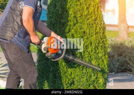 Homme avec des ciseaux à essence de jardin coupant un buisson vert Thuja - formation de la couronne de haie. Travaillez dans le jardin au début du printemps. Coupe une haie élevée avec un mot Banque D'Images