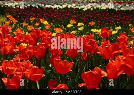 Tulipes rouges qui fleurissent dans le lit de fleurs Banque D'Images