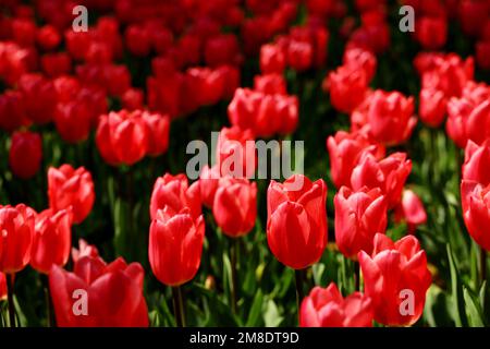 Tulipes rouges qui fleurissent dans le lit de fleurs Banque D'Images