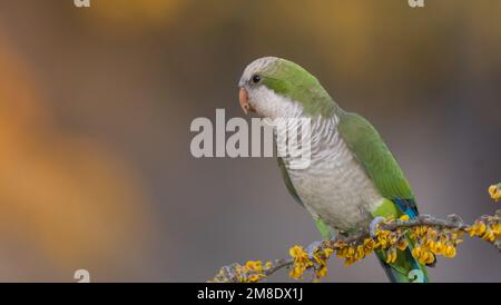 Monk parakeet, Myiopsitta monachus, dans le milieu forestier de Pampas, province de la Pampa, Patagonie, Argentine. Banque D'Images